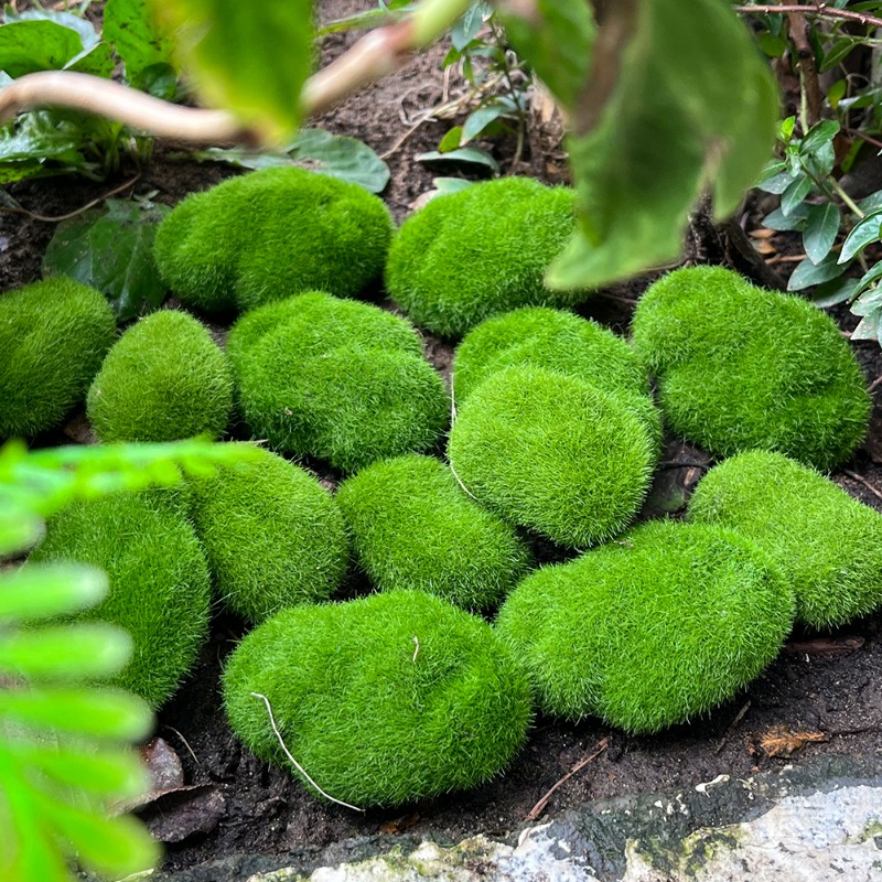 100/5PCS Artificial Moss Rock  - огляд і ціна Sphagnum Moss Dry