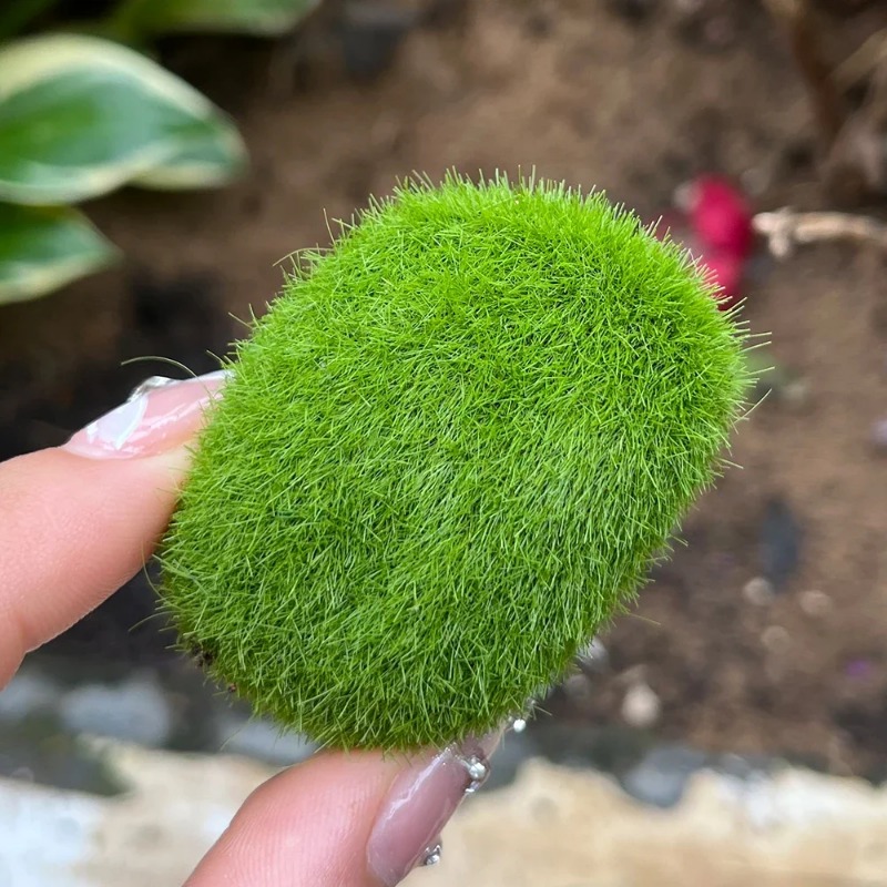 100/5PCS Artificial Moss Rock  - огляд і ціна Sphagnum Moss Dry