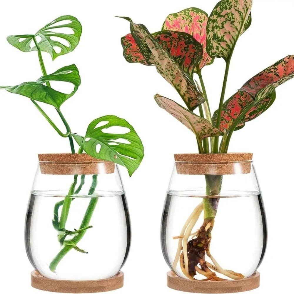 Transparent Hydroponic Flowerp - огляд і ціна Propagation Station Vase
